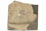 Bargain, Pseudogygites Trilobite Fossil - Ontario #191157-1